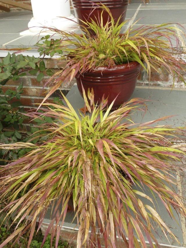 400种庭院观花植物大整理（每个小院子都应该栽种的9种观赏花卉）(15)