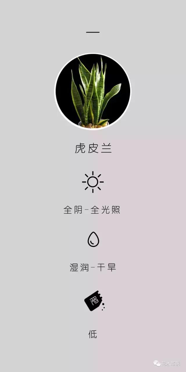 公认最难养的4种绿植（绿植界最顽强的五大高手排名）(5)