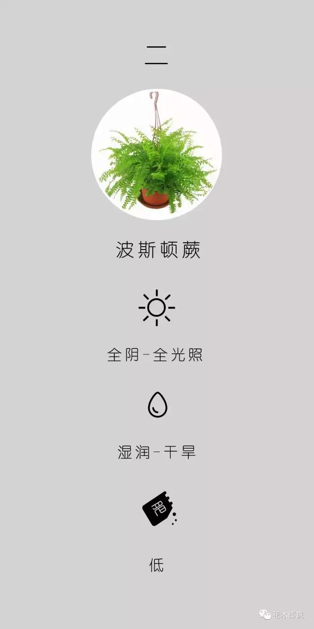 公认最难养的4种绿植（绿植界最顽强的五大高手排名）(4)