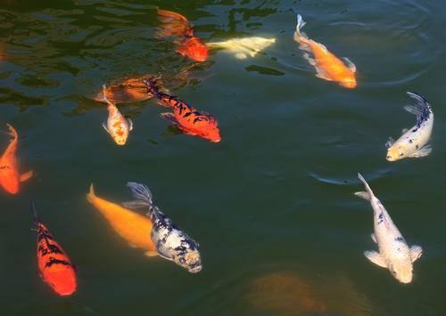 水下几厘米能生活的鱼（人工湖里的鱼是怎么来的）(3)