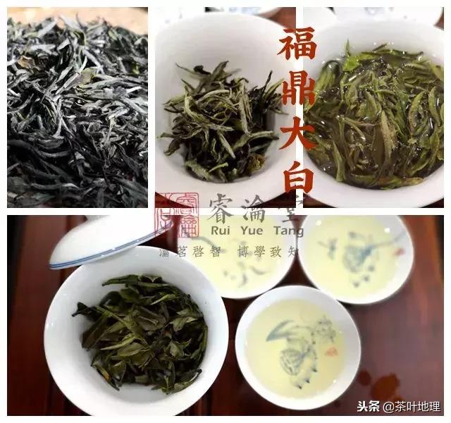 白茶100个品种（白茶品种四大天王）(10)