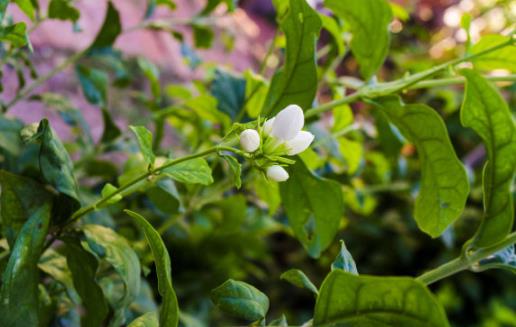 格拉斯茉莉花