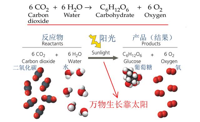 拉丁语语法常识（拉丁语常识有轻松学习外语和数理化的宝贝）(6)