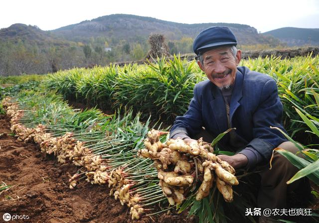 生姜适合于在哪里种植呢（生姜适合在怎么样的土壤种植）(3)