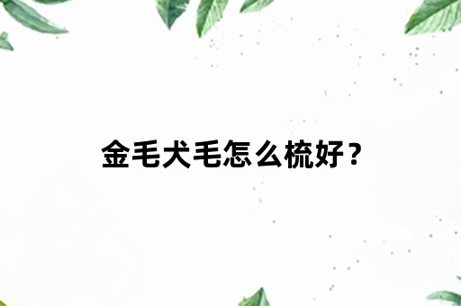 金毛犬毛怎么梳好？