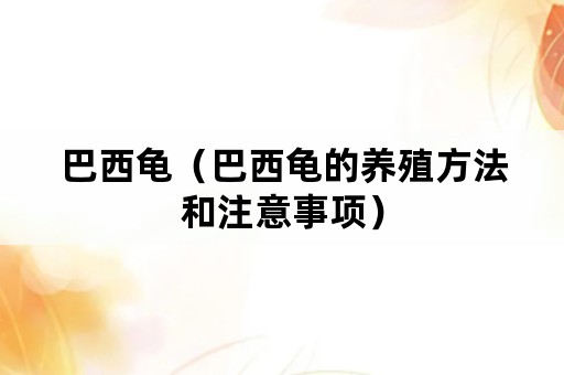 巴西龟（巴西龟的养殖方法和注意事项）