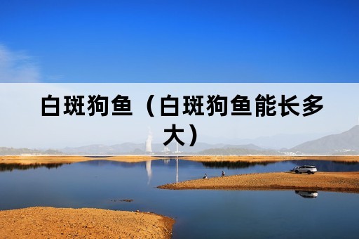 白斑狗鱼（白斑狗鱼能长多大）