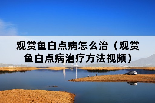 观赏鱼白点病怎么治（观赏鱼白点病治疗方法视频）