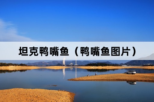 坦克鸭嘴鱼（鸭嘴鱼图片）