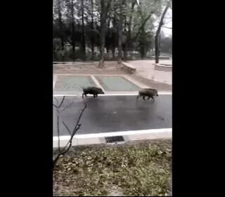 南京野猪从哪里来的（冲击奶茶店的南京野猪到底有多猛）(8)