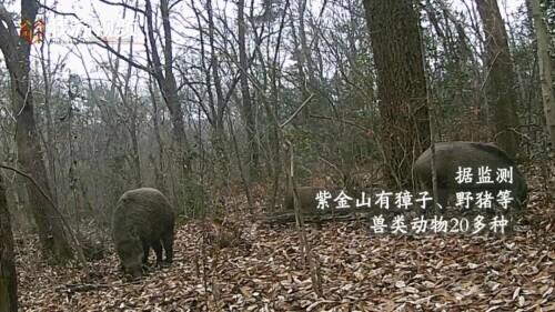 南京野猪从哪里来的（冲击奶茶店的南京野猪到底有多猛）(21)