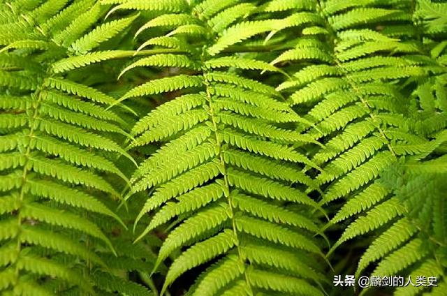 陆生植物和动物进化历程（地球生物全系列）(3)