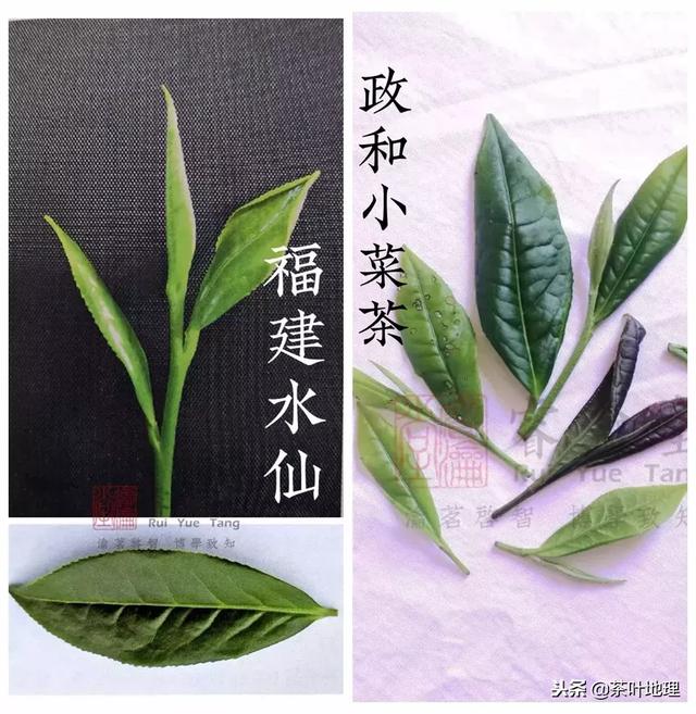 白茶100个品种（白茶品种四大天王）(4)