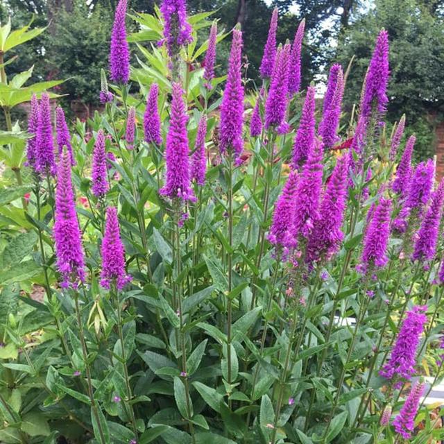 400种庭院观花植物大整理（每个小院子都应该栽种的9种观赏花卉）(9)