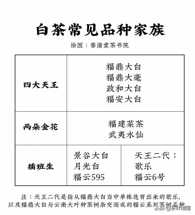 白茶100个品种（白茶品种四大天王）(2)