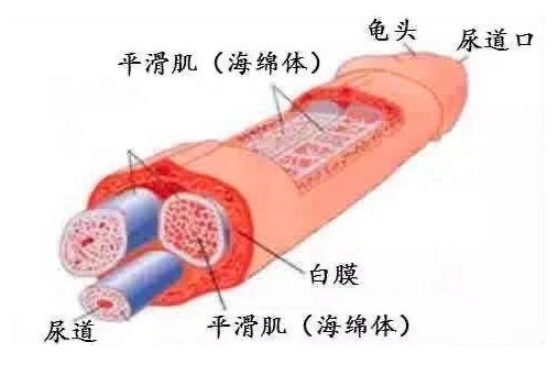 增大延时丸在哪里买