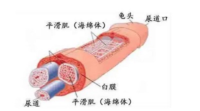 增大修复膏有效果吗