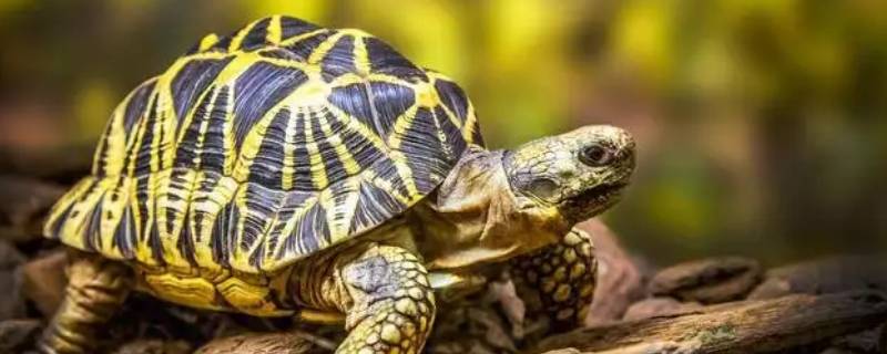 乌龟的祖先是什么