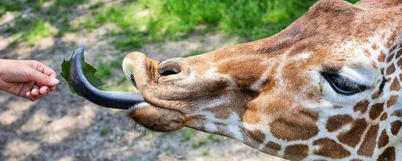 长颈鹿的舌头是什么颜色的