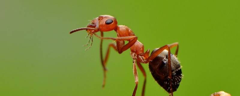 家里有蚂蚁怎么办才能除根