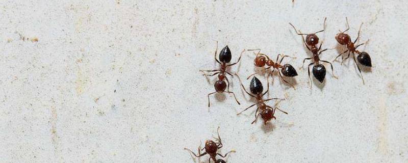 蚂蚁怎么消灭用什么方法