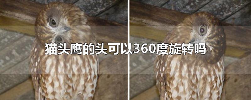 猫头鹰可不可以360度旋转视频（猫头鹰可不可以360度旋转身体）