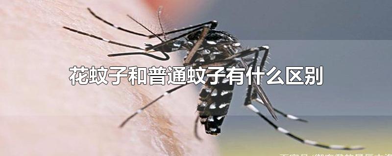 花蚊子和普通蚊子有什么区别图片（花蚊子和蚊子的区别）