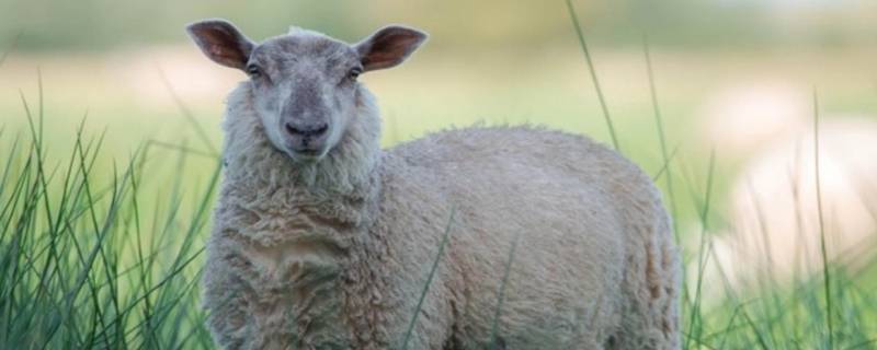 绵羊和人类生活有哪些联系