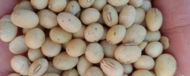 大豆黄卷是什么