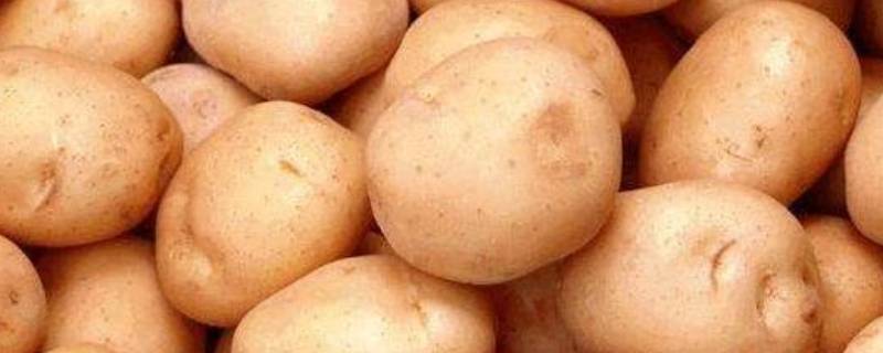 土豆上的黑色斑点是什么